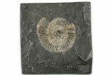 Dactylioceras Ammonite Fossil - Posidonia Shale, Germany #358342-1
